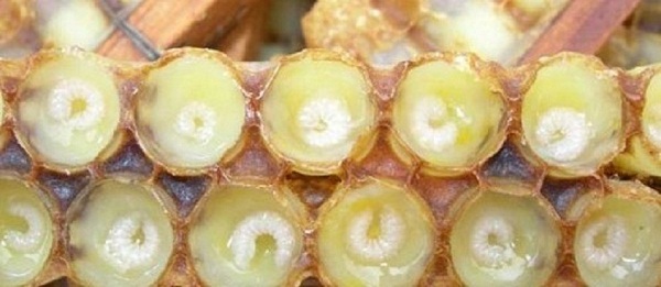 тайните на пчелното млечице